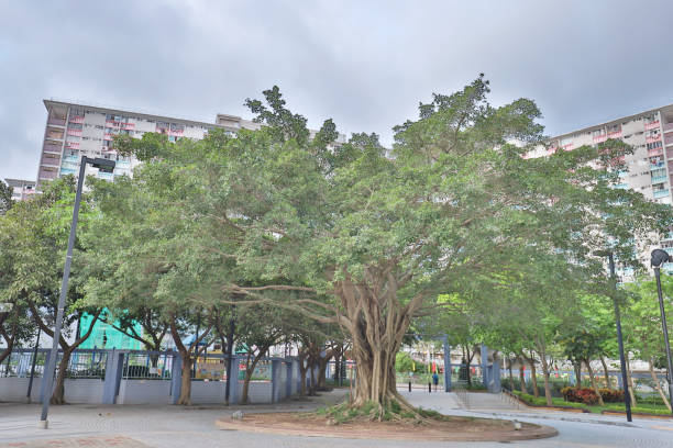 istock a One big tree on green park at hk 991031710