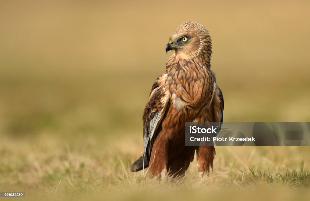 Marsh harrier Marsh harrier (Circus aeruginosus) Animal Stock Photo