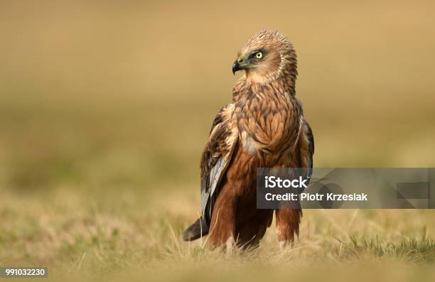 Marsh Harrier Stock Photo - Download Image Now - Animal, Animal Wildlife, Animal Wing