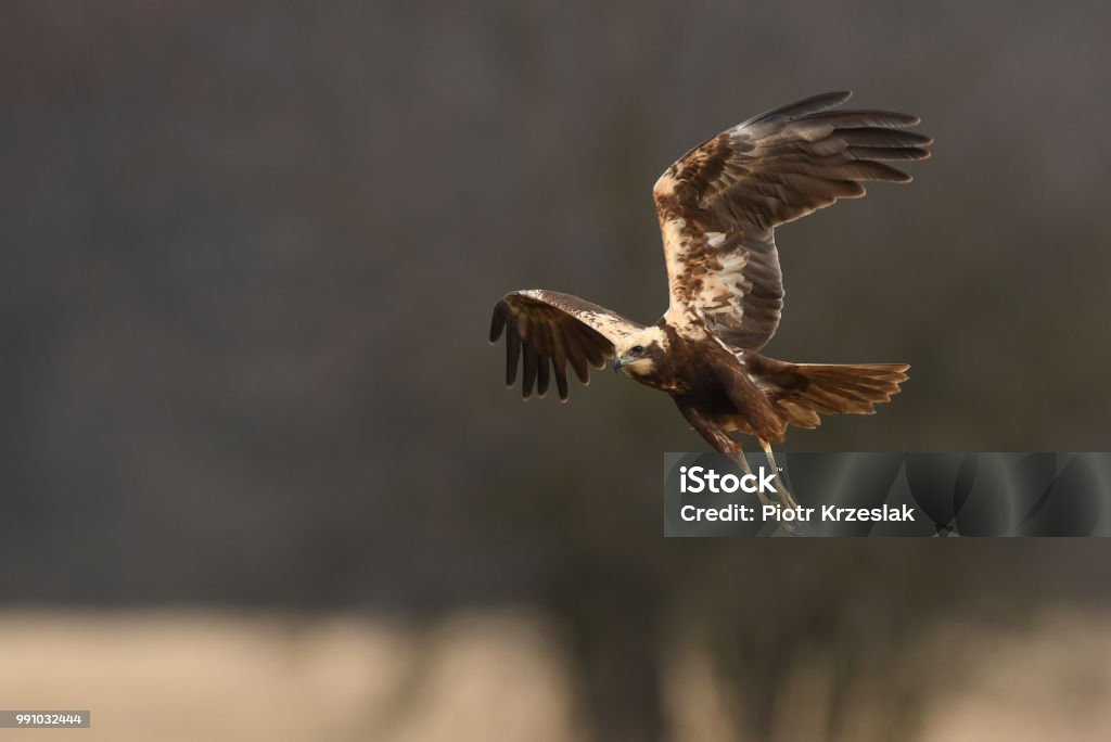 Marsh harrier Marsh harrier (Circus aeruginosus) Animal Stock Photo