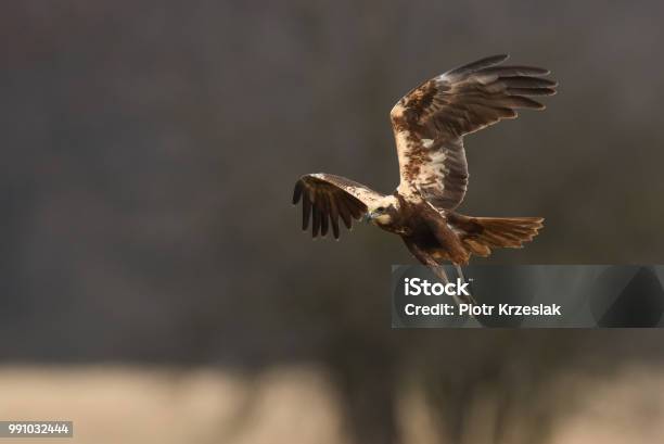 Marsh Harrier Stock Photo - Download Image Now - Animal, Animal Wildlife, Animal Wing