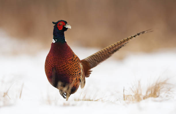 pombo - pheasant hunting fotos - fotografias e filmes do acervo