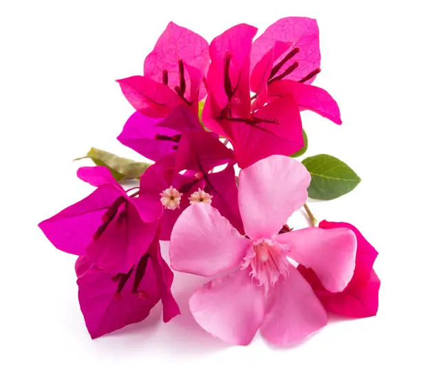 Bougainvillea and olender flowers isolated on white background