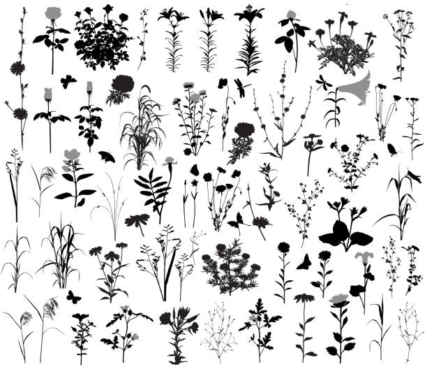 illustrations, cliparts, dessins animés et icônes de 66 silhouettes de fleurs et plantes - campanule canterbury