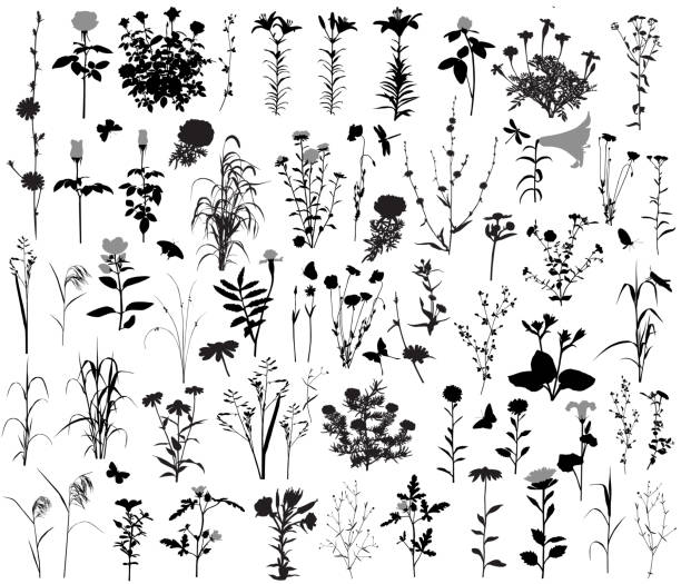 꽃과 식물의 66 실루엣 - rose flower bed silhouette flower stock illustrations
