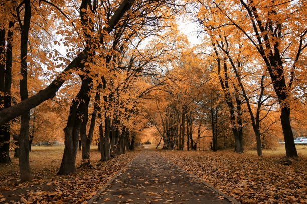 żółte jesienne liście drzew na czystym błękitnym niebie - gold yellow aspen tree autumn zdjęcia i obrazy z banku zdjęć