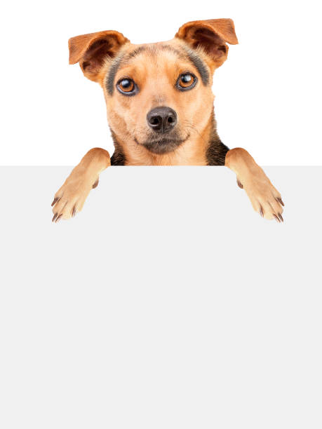 istock Dog blank banner isolated 991037266