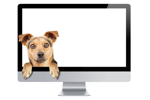 Little dog peeping inside monitor pc isolated on white