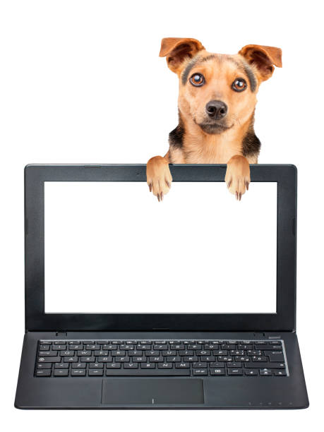 istock Little dog peeping behind blank screen laptop isolated 991037310
