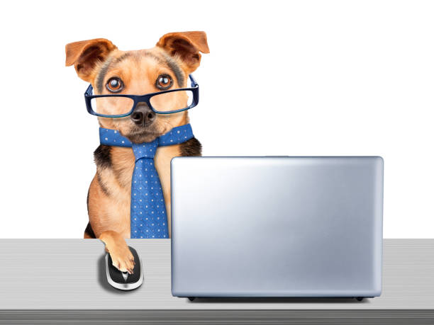istock Funny Dog glasses tie working computer laptop desk isolated 991037320