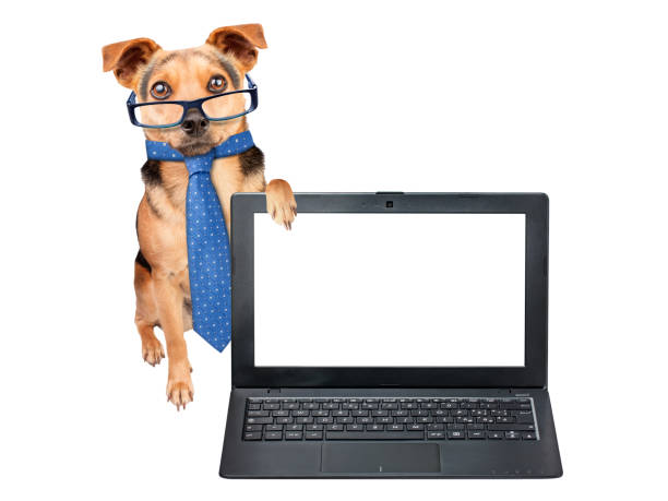istock Funny Dog glasses tie showing blank screen laptop isolated 991037358
