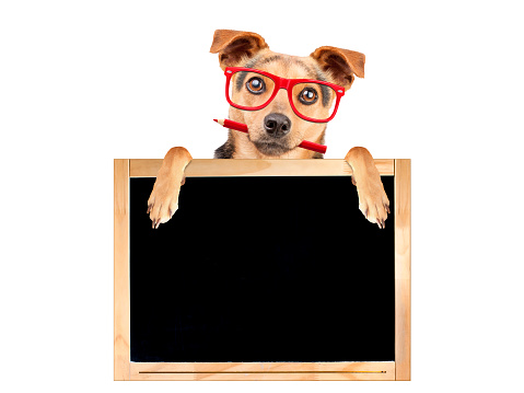Divertido perro rojo lentes lápiz detrás de la pizarra en blanco aislada photo