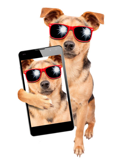 istock Dog sunglasses posing selfie shot mobile isolated 991037496