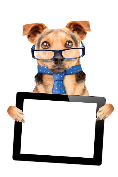 istock Funny Dog glasses tie tablet blank screen isolated 991037660