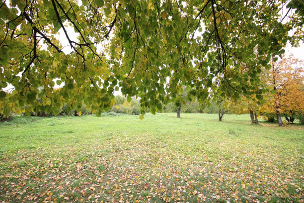 żółte jesienne liście drzew na czystym błękitnym niebie - gold yellow aspen tree autumn zdjęcia i obrazy z banku zdjęć