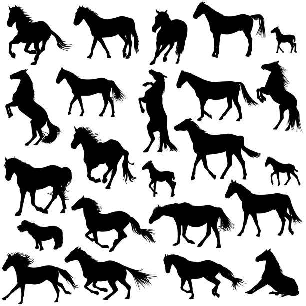 Silhouettes of horses Silhouettes of horses on white background foal young animal stock illustrations