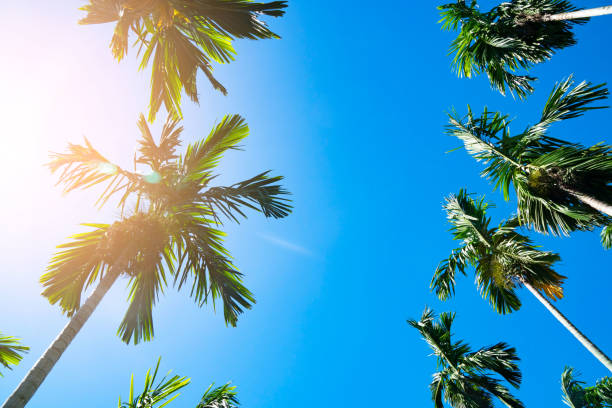 istock Palm trees on blue sky background . travel, summer, vacation and tropical beach 991047852