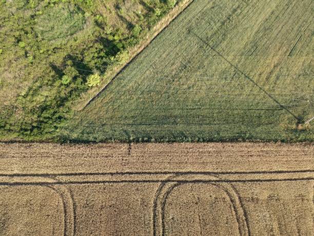 istock Divided fields of yellow grain and green meadow, aerial view 991050598