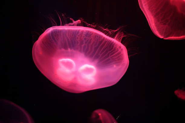 istock Multicolored jellyfish swim under water 991050820