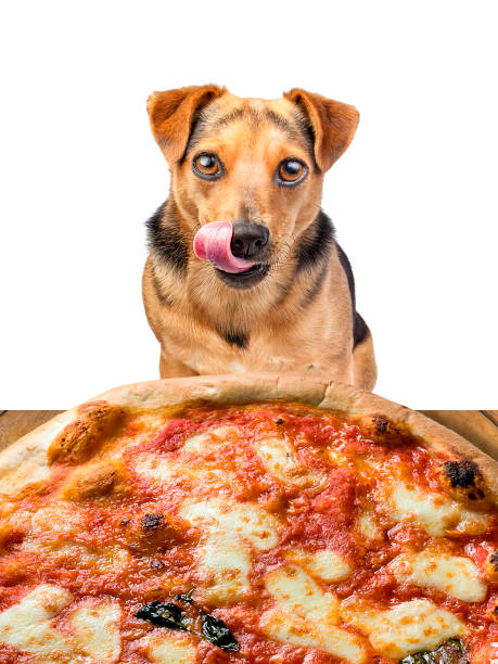istock dog looking delicious pizza licking chops isolated 991052198