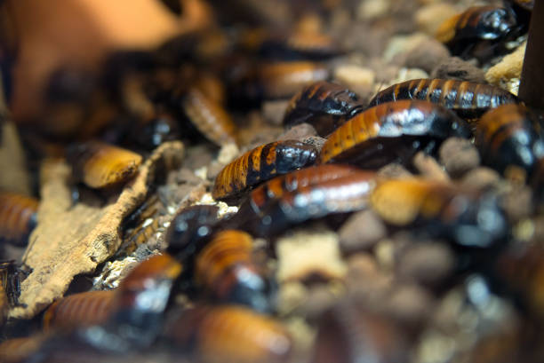 나무의 작은 깊이의 조각에서 마다가스카르 바퀴벌레 - cockroach hissing ugliness insect 뉴스 사진 이미지