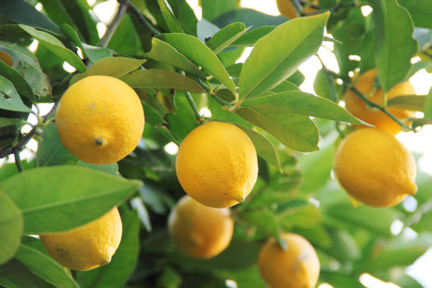 lemon tree - lemon lemon tree tree branch stock-fotos und bilder