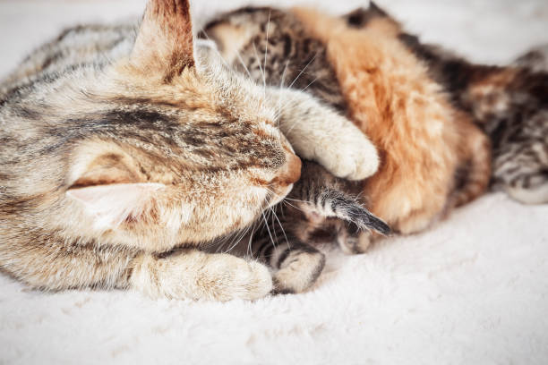 istock Mother cat nursing baby kittens 991056514