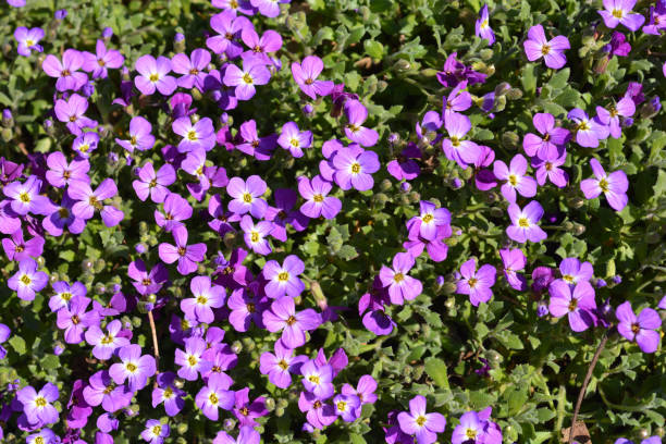 istock Aubrieta Doctor Mules 991057288