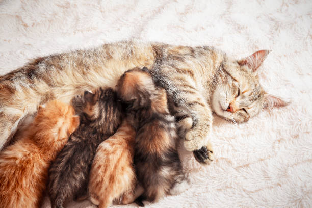 istock Mother cat nursing baby kittens 991057754