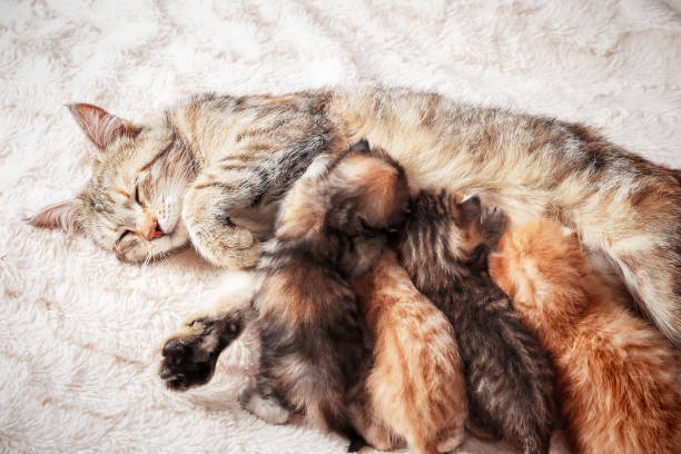 istock Mother cat nursing baby kittens 991057954
