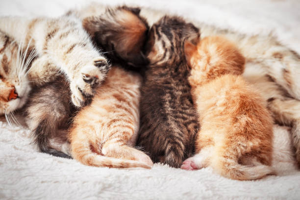 istock Mother cat nursing baby kittens 991058066
