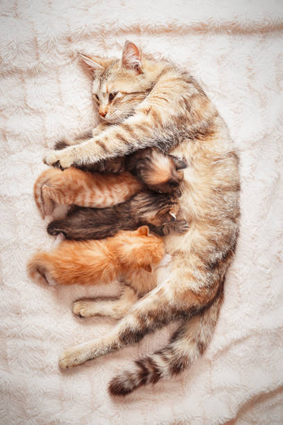 istock Mother cat nursing baby kittens 991058330