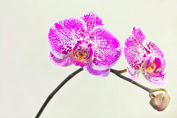 istock Beautiful rare orchid in pot on blurred background 991061206
