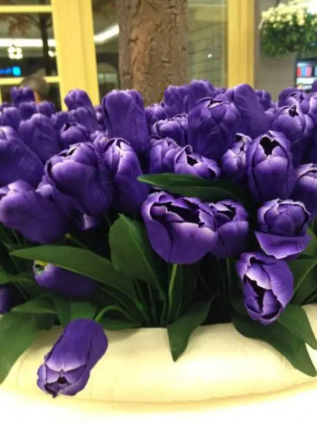 The sweet purple tulips by  closed up shot.