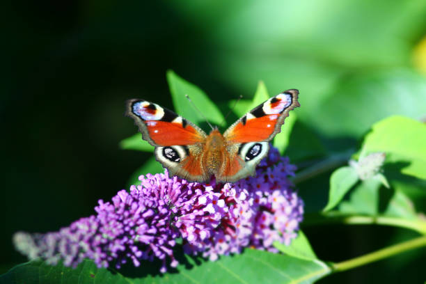 istock European peacock butterfly close up. 991064352