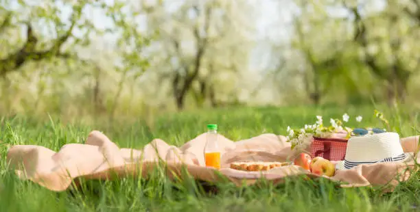 Plaid, juice with apples and a bag for a picnic, under a warm sun, in blossoming spring gardens. The concept of a picnic, summer and rest