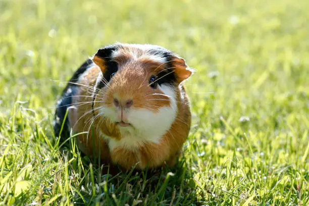 Guinea pig (Cavia porcellus) is a popular household pet.