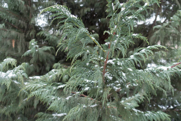 Glaucous foliage of Chamaecyparis lawsoniana in winter Glaucous foliage of Chamaecyparis lawsoniana in winter port orford cedar stock pictures, royalty-free photos & images