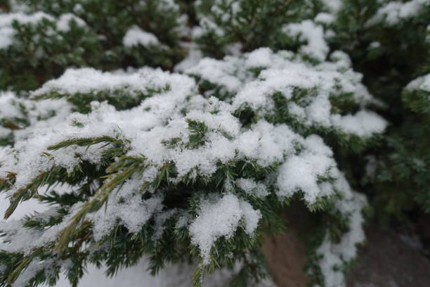 istock Leafage of Juniperus squamata covered with snow in winter 991071914