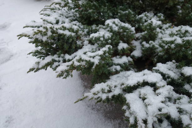istock Shoots of Juniperus squamata covered with snow in winter 991071932