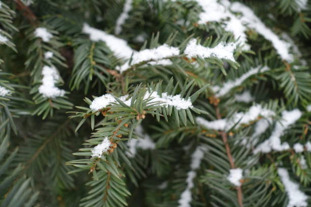istock White snow on yew branches with immature male cones 991072262