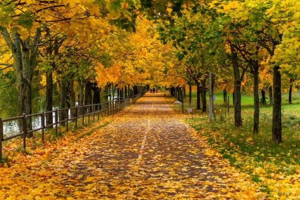 istock golden autumn time in park 991073162