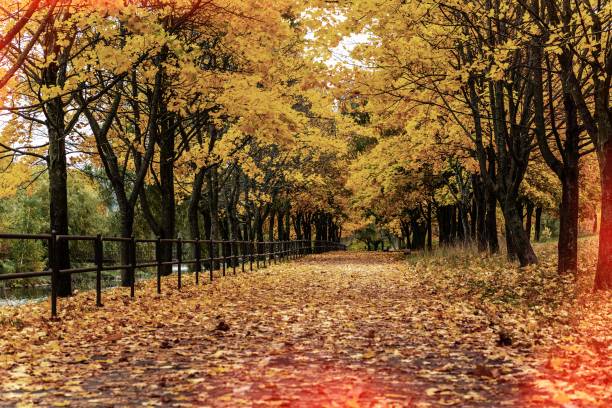 istock golden autumn time in park 991073372