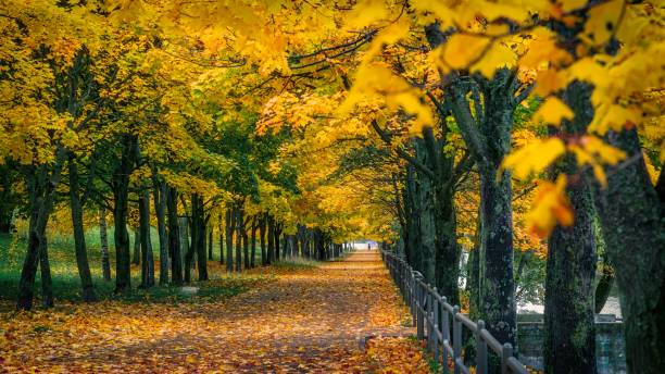 istock golden autumn time in park 991073810