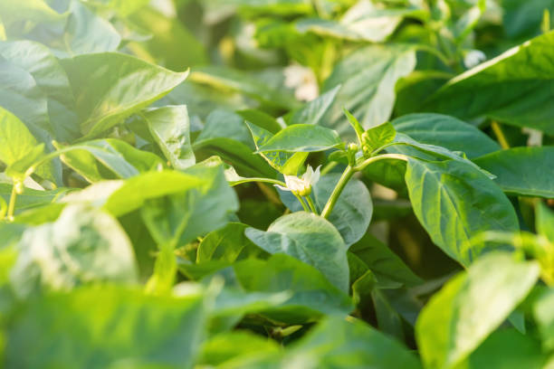 istock Pepper Flower young fresh organic vegetable 991077400