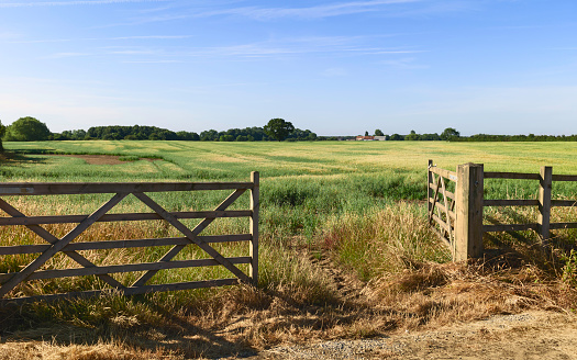 Beverley, Yorkshire, UK. Open farm gate leading into agricultural landscape with grain crop ripening in summer in Beverley, Yorkshire, UK.