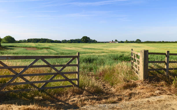 Open gate into agricultural landscape in summer, Beverley, Yorkshire, UK. Beverley, Yorkshire, UK. Open farm gate leading into agricultural landscape with grain crop ripening in summer in Beverley, Yorkshire, UK. gate stock pictures, royalty-free photos & images