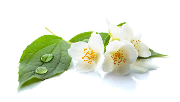 istock Branch of blooming jasmine on white background. 991081370