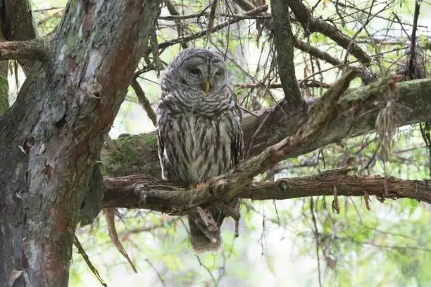 This is a photo of a barred owl sitting in an old growth cypress forest in the Corkscrew Swamp near Naples.