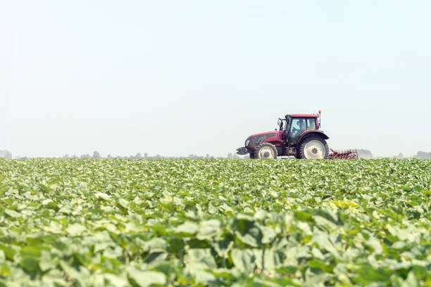 istock Tractor in the green field. Agriculture machine. 991082874